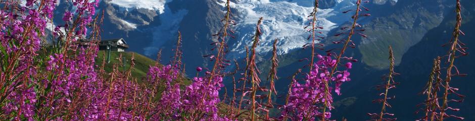 Monterosa zomer