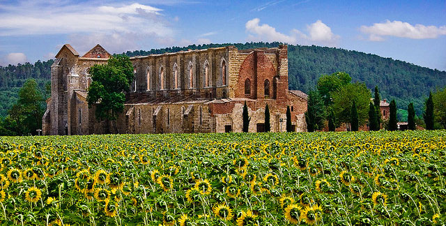 san galgano sunflowers